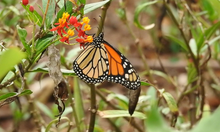 Lograr un jardín lleno de vida es posible esta planta autóctona de Santa Fe funciona como refugio y alimento para cada mariposa que visita la región. Lograr un jardín lleno de vida es posible esta planta autóctona de Santa Fe funciona como refugio y alimento para cada mariposa que visita la región.