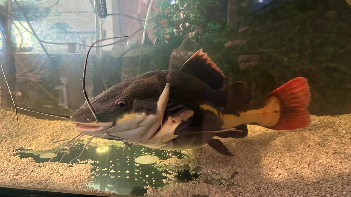 El pez mide cerca de 80 centímetros y ya no puede moverse con comodidad en la pecera donde vive. El pez mide cerca de 80 centímetros y ya no puede moverse con comodidad en la pecera donde vive.