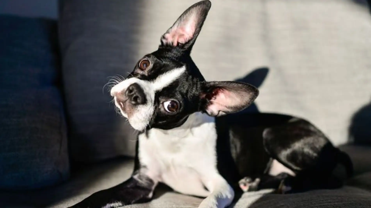 El cerebro de las personas es muy parecido al de las personas.