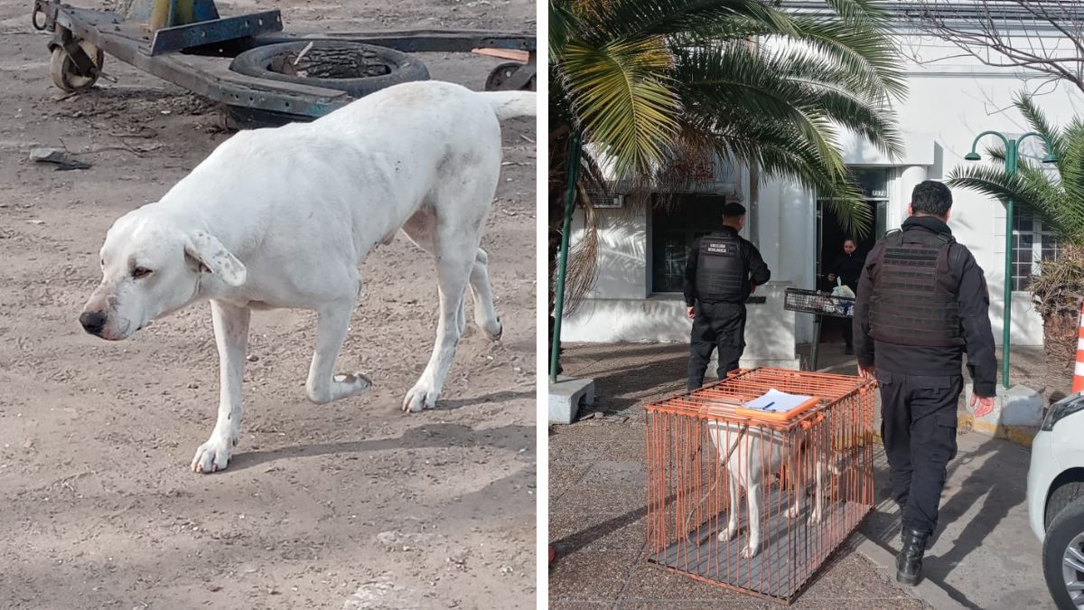 El perro que atacó a la nena había sido trasladado a la comisaría 8va de la ciudad de Santa Fe. El perro que atacó a la nena había sido trasladado a la comisaría 8va de la ciudad de Santa Fe.
