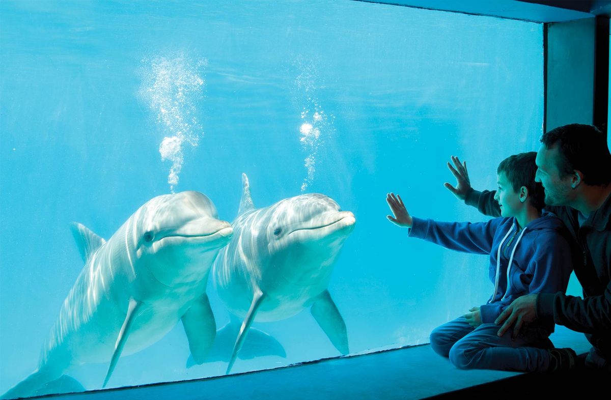 Mundo Marino es el oceanario más grande de la Argentina. Mundo Marino es el oceanario más grande de la Argentina.