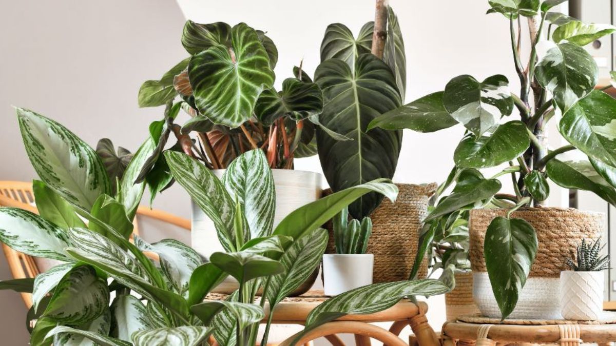 El Feng Shui sugiere colocar plantas verdes y frondosas en puntos estratégicos para estimular la energía positiva. El Feng Shui sugiere colocar plantas verdes y frondosas en puntos estratégicos para estimular la energía positiva.