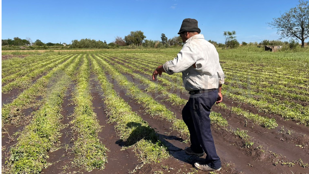 Desde la Asociación de Quinteros destacaron la importancia de los créditos para recuperar la producción hortícola.