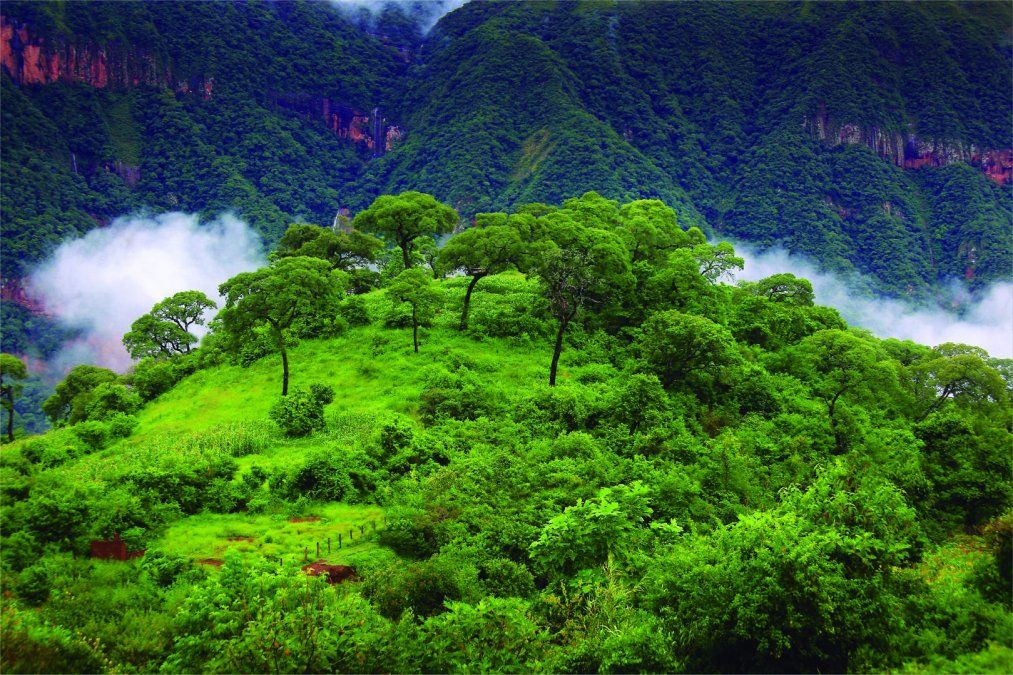 Reserva Bi&oacute;sfera de las Yungas en el norte argentino.