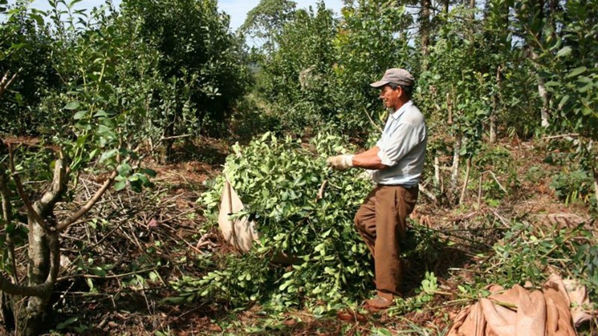 Los trabajadores que participan de la cosecha de la yerba mate se conocen como tareferos y son algunos de los más vulnerados y pobres en la producción agraria argentina.