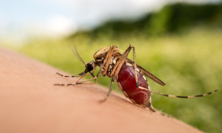 El dengue marcó un récord histórico este 2024 en el país El dengue marcó un récord histórico este 2024 en el país