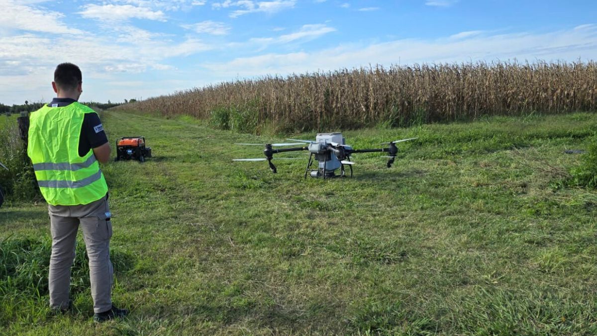 La vicia villosa puede generar un aporte de hasta 150 kilos de nitrógeno por hectárea, disminuyendo la necesidad de fertilización química.