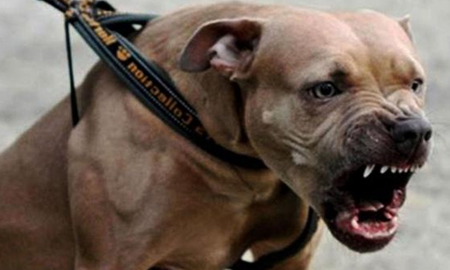 Aire de Santa Fe | Brutal ataque de un pitbull a una mujer de 80 años que vendía empanadas