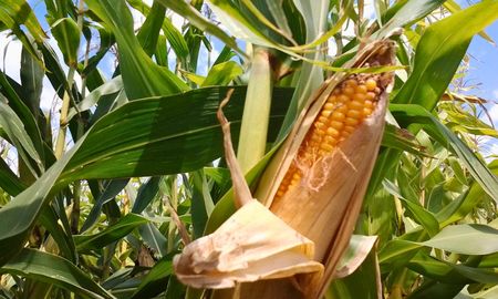 piden una agenda de reduccion impositiva para el agro, mas alla de las retenciones