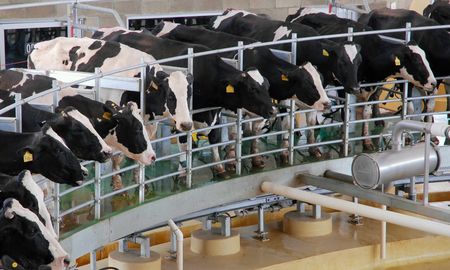 La leche que producen los tamberos no pudo ser procesada en las plantas lácteas este lunes. La leche que producen los tamberos no pudo ser procesada en las plantas lácteas este lunes.