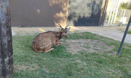 El animal fue encontrado en la calle y luego fue traslado por personal del Cobem a la granja La Esmeralda. El animal fue encontrado en la calle y luego fue traslado por personal del Cobem a la granja La Esmeralda.