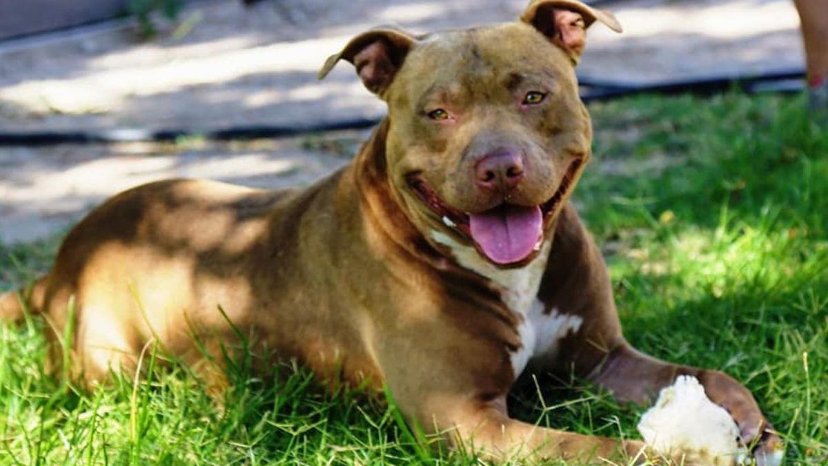 El proyecto presentado la diputada oficialista Matilde Bruera pretende desestigmatizar las llamadas razas peligrosas o potencialmente peligrosas.