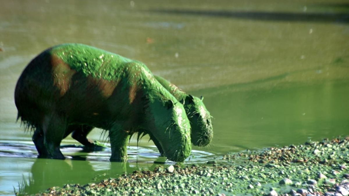 La invasión de cianobacterias tiñe de verde a carpinchos en Entre Ríos. La invasión de cianobacterias tiñe de verde a carpinchos en Entre Ríos.