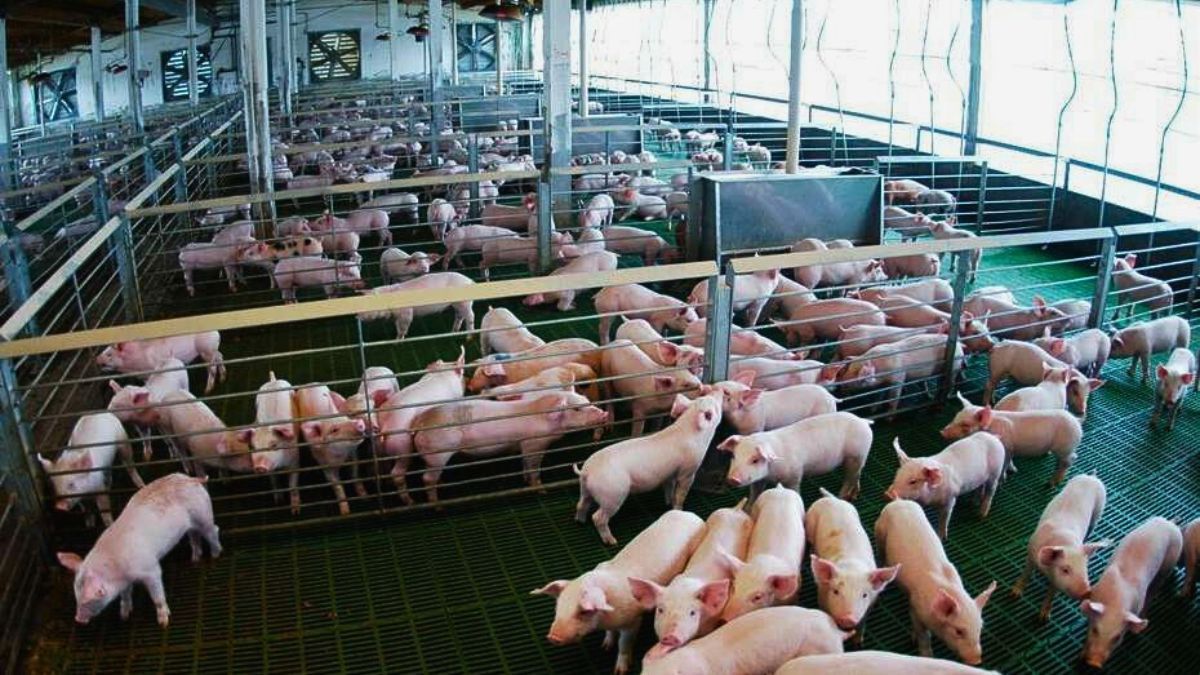 “Para completar los objetivos, nos falta afianzar al sector exportador", dijeron desde la cámara de productores entrerrianos. “Para completar los objetivos, nos falta afianzar al sector exportador", dijeron desde la cámara de productores entrerrianos.