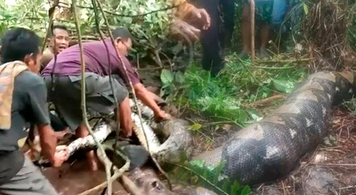 Una pitón gigante devoró entera a una mujer y vecinos sacaron el cadáver de su estómago
