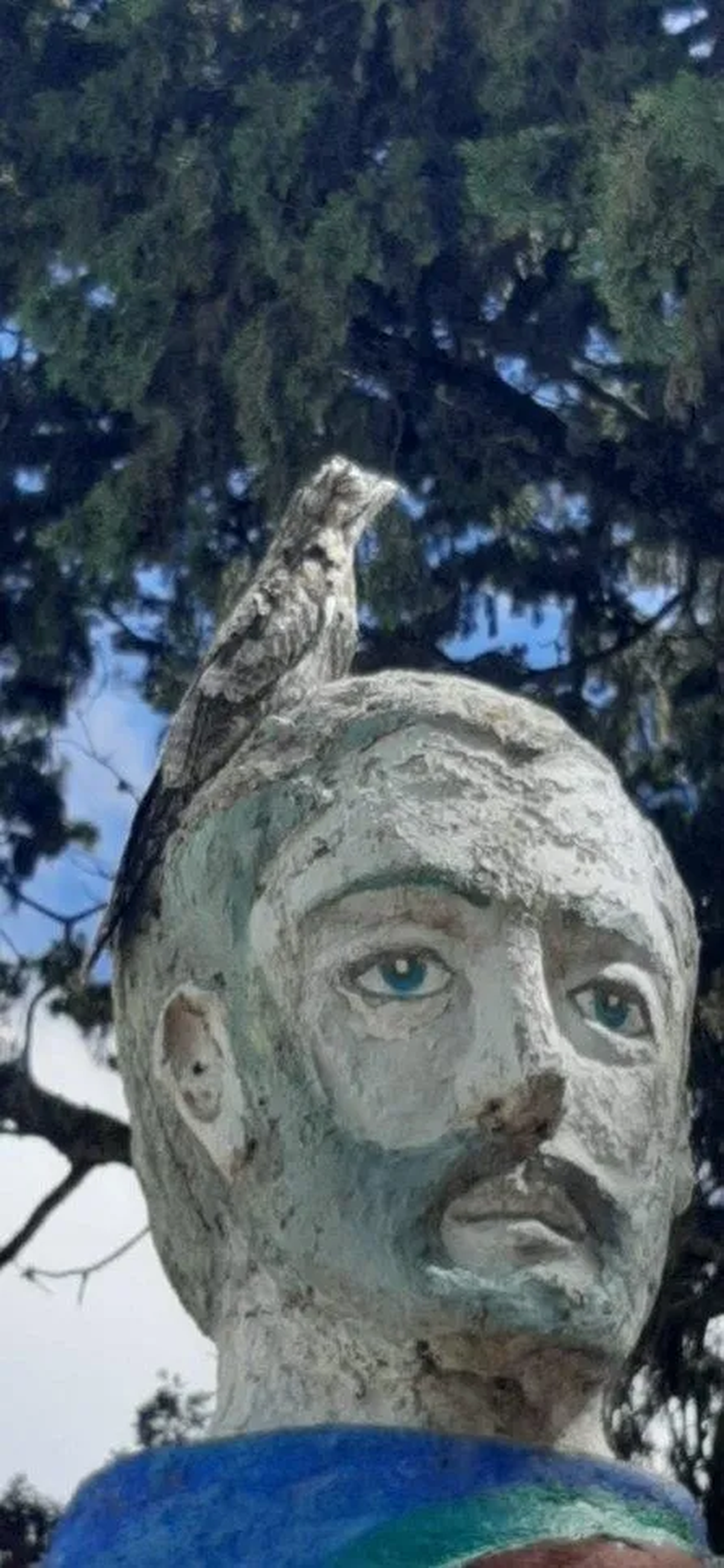 Así estaba posado el Kakuy que apareció en la ciudad salteña de San José de Metán (Gentileza: El Tribuno). Así estaba posado el Kakuy que apareció en la ciudad salteña de San José de Metán (Gentileza: El Tribuno).