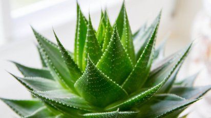Por qué recomiendan poner una planta de aloe vera en la entrada de la casa y para qué sirve