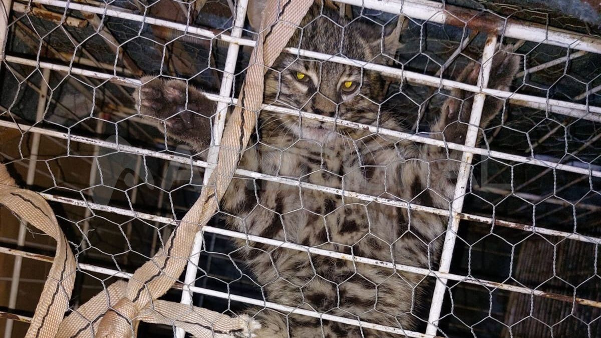 Atraparon un gato montés en Sauce Viejo