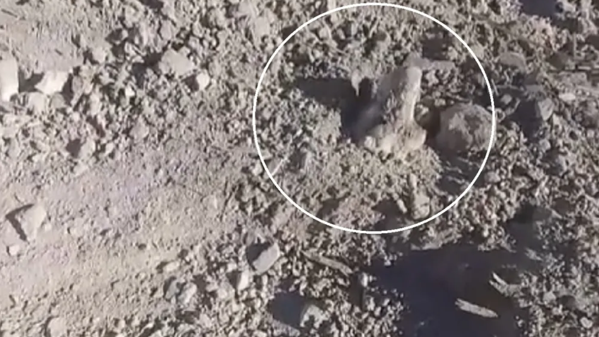 Enterraron vivo a un perro cerca de un cementerio y lo hallaron mientras aullaba de dolor: el caso que conmociona a San Juan