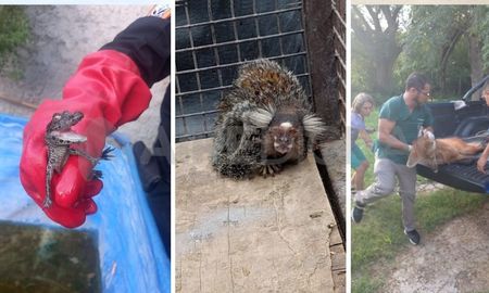Algunos de los animales rescatados en la provincia de Santa Fe Algunos de los animales rescatados en la provincia de Santa Fe