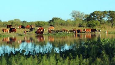 El Niño todavía no obliga a evacuar la hacienda de las islas de Santa Fe, pero los productores ya se preparan para una creciente