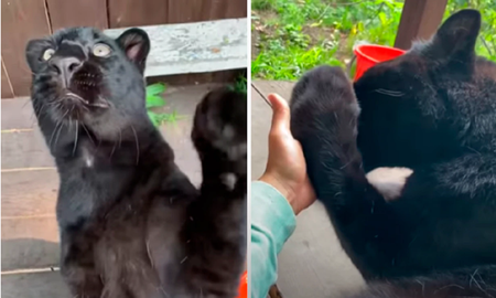 Video viral: joven se animó a acariciar a una pantera. Video viral: joven se animó a acariciar a una pantera.