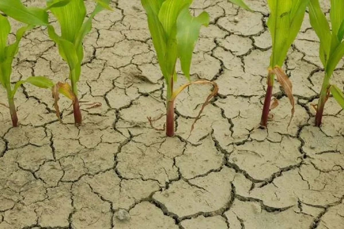 La Niña está por llegar a la Argentina: se esperan fuertes sequías y un clima fuera de lo normal