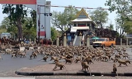 Invasión de monos en Tailandia. Invasión de monos en Tailandia.