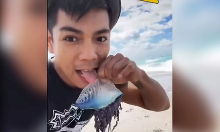 Video viral: un joven lamió una criatura marina sin saber que podía matarlo. Video viral: un joven lamió una criatura marina sin saber que podía matarlo.
