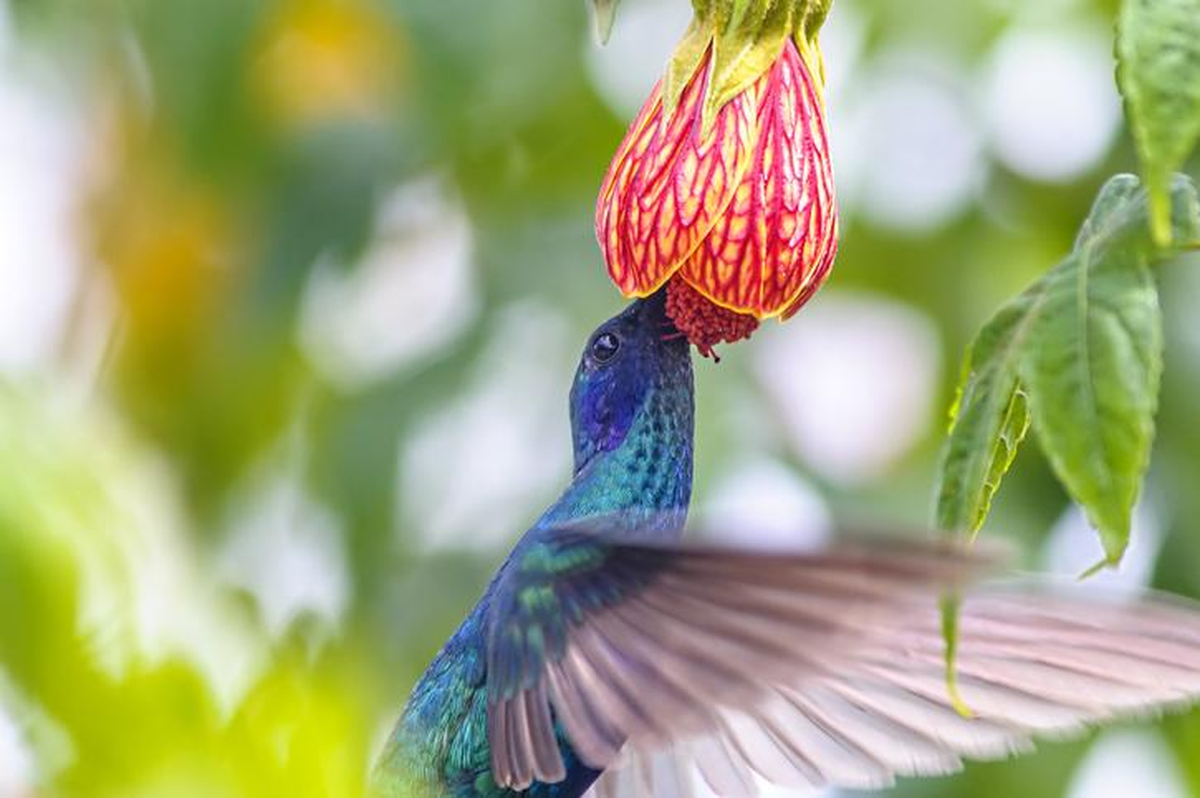 El colibrí es un pájaro nativo de las Américas y existen mas de 340 especies descritas.