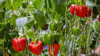 Cómo cultivar pimientos en maceta y disfrutar de su cosecha temprana