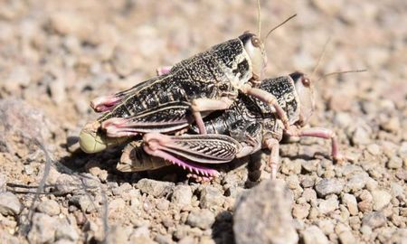 declararon emergencia fitosanitaria en la patagonia por la presencia de un insecto declararon emergencia fitosanitaria en la patagonia por la presencia de un insecto