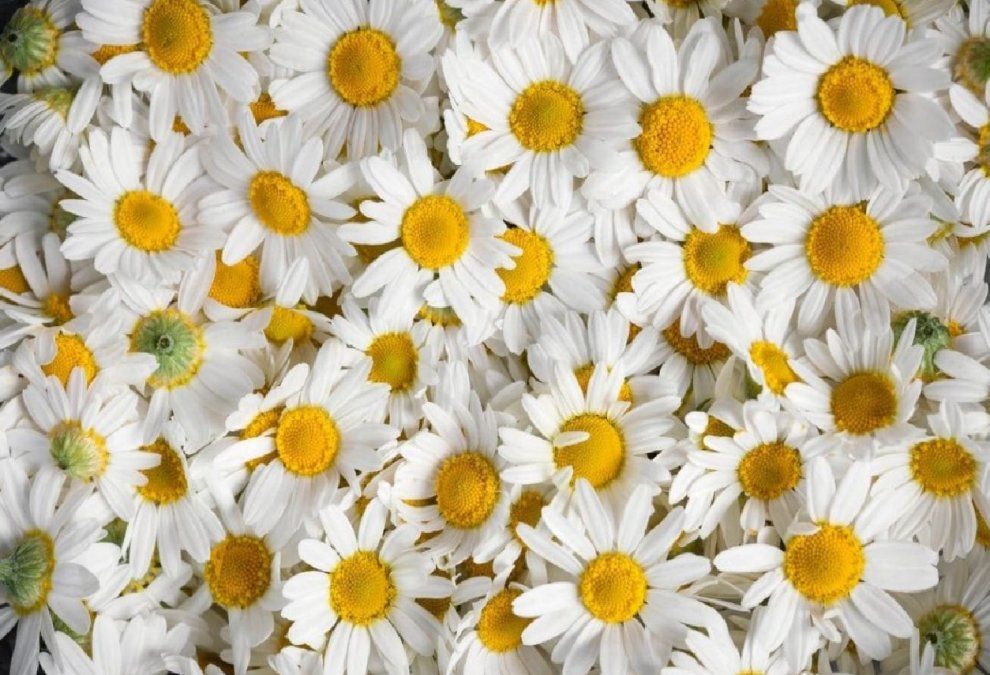 Cómo cultivar tu propia planta de manzanilla en casa