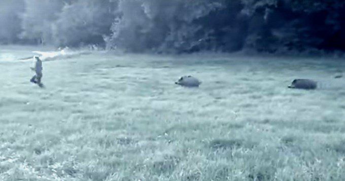 Chanchos asesinos matan a cuidador en Misiones