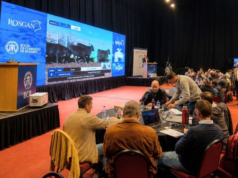 Con buenos valores para la invernada, comenzó la agenda de remates de la Expo Angus Con buenos valores para la invernada, comenzó la agenda de remates de la Expo Angus