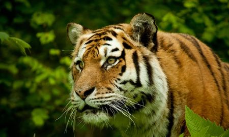 Un tigre de bengala fue captado paseando por una ruta de México.
