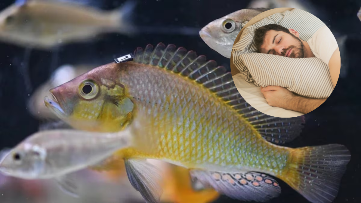 Soñar con pescados es una invitación a prepararse para tiempos de abundancia