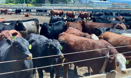 novillos de 1.000 kilos: la estrategia de ee.uu. para producir mas carne con menos hacienda
