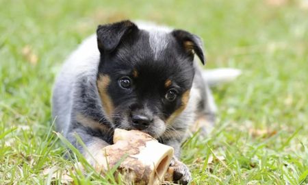 Corría una maratón, encontró un perrito abandonado y lo cargó hasta el final
