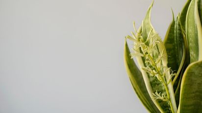 El abono casero ideal para que la lengua de suegra dé flores en pocas semanas