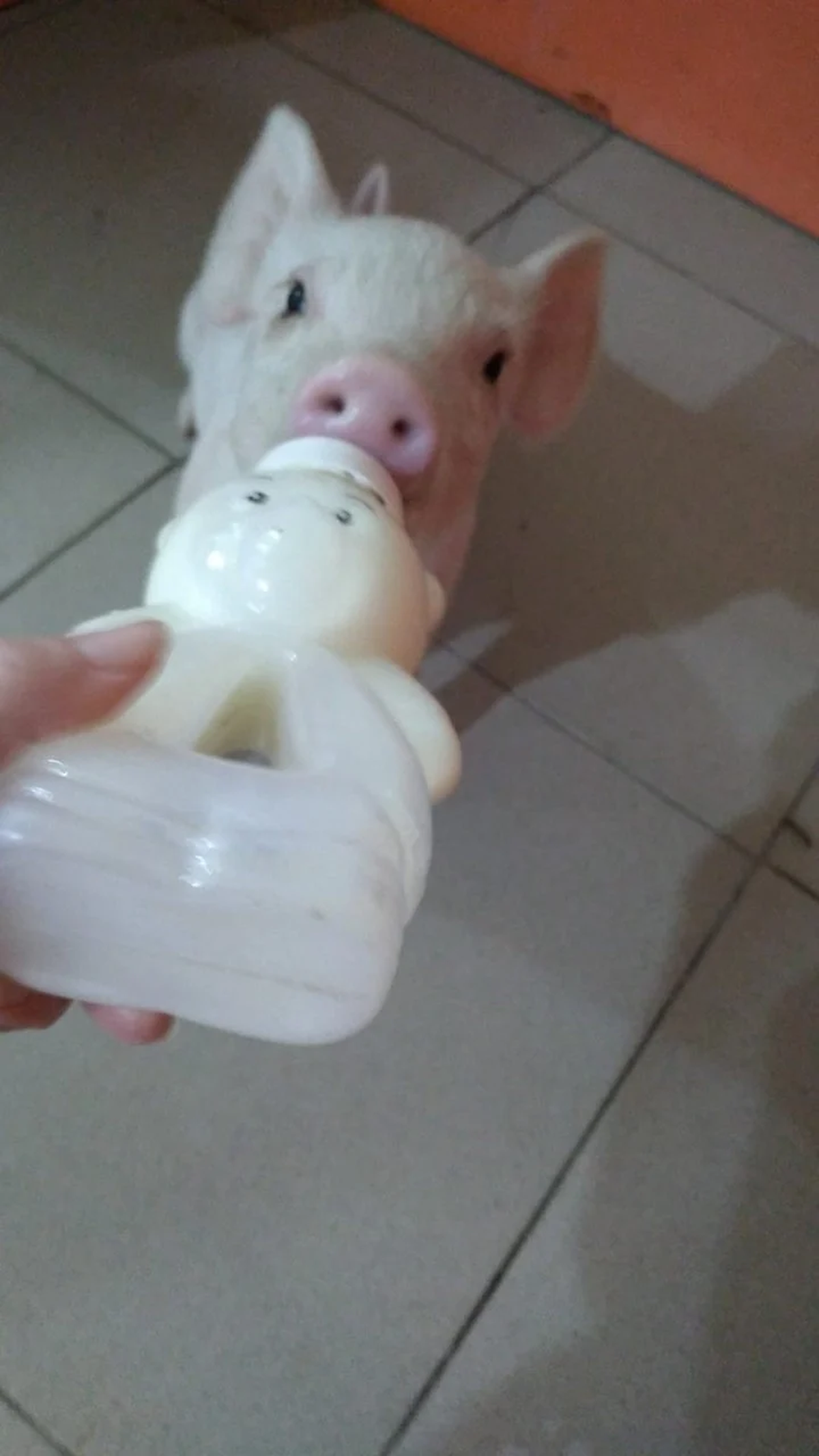 Un bebé más: Olivia tomando la mamadera durante sus primeros meses de vida.