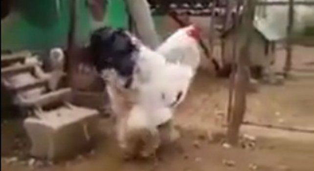 El video de este gallo superó más de 100 millones de visitas