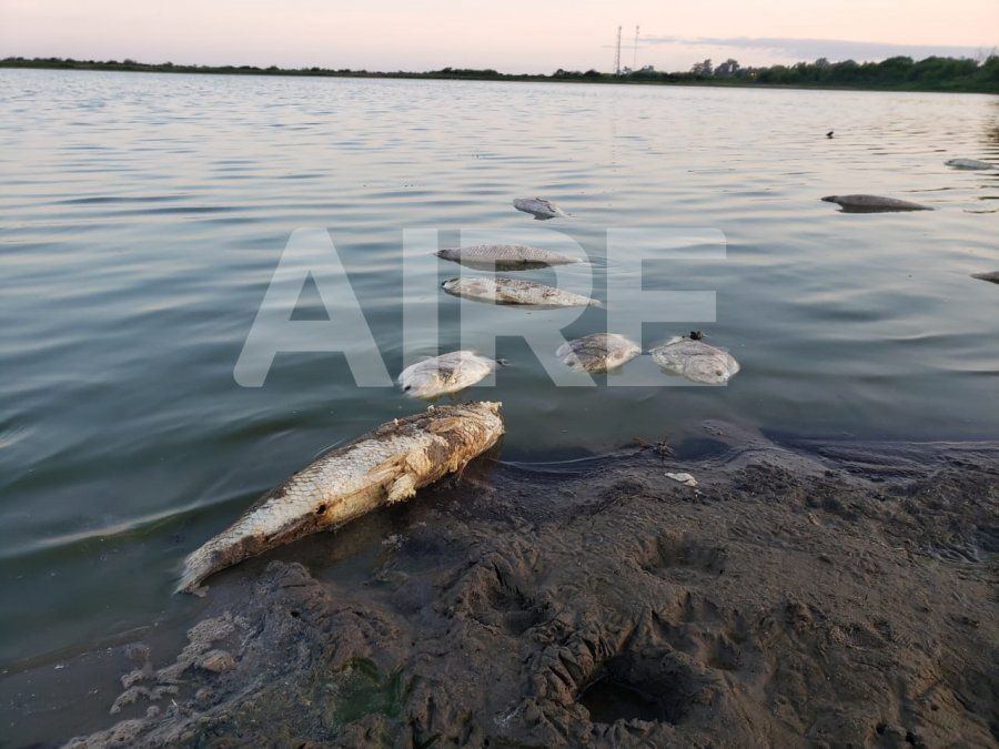 Se halló una gran mortandad de peces en la laguna Bedetti en Santo Tomé.