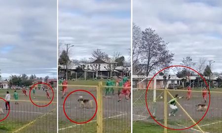 El animal se llevó todos los aplausos. El animal se llevó todos los aplausos.