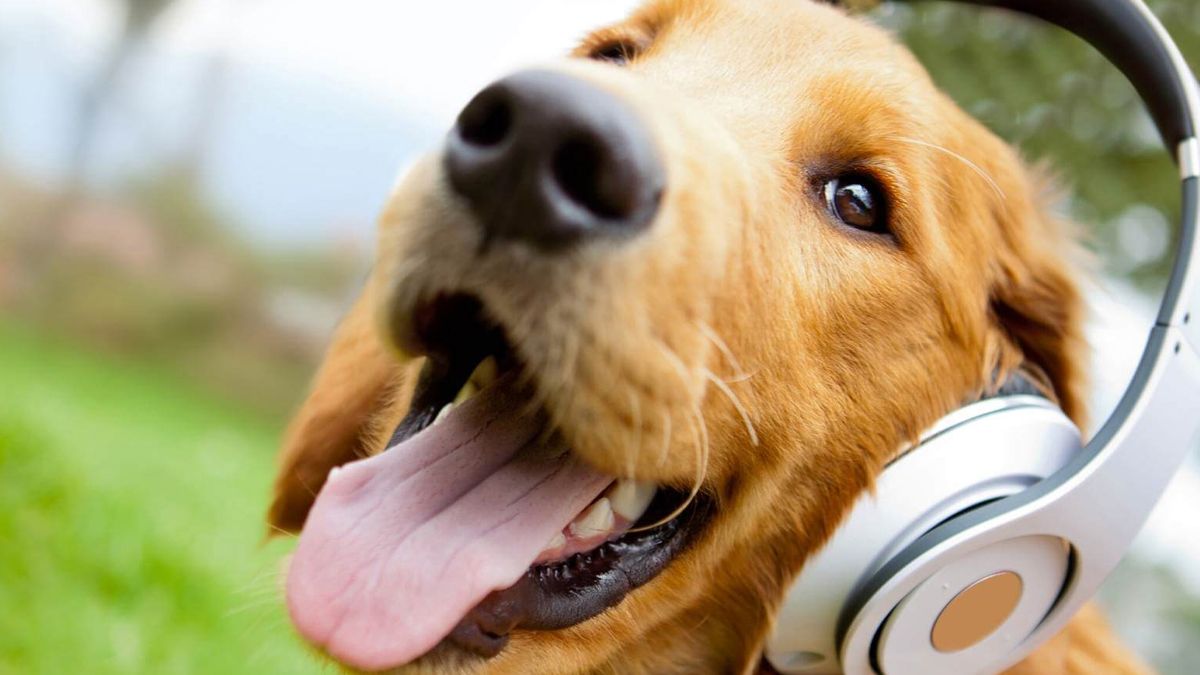 Hemos ayudado a más de 6 millones de perros en todo el mundo con problemas de ansiedad