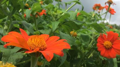 La planta con flores naranjas que crece desde noviembre hasta el otoño sin cuidados