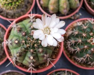 Parece un cactus común, pero una vez al año sorprende con flores gigantes y muy perfumadas.