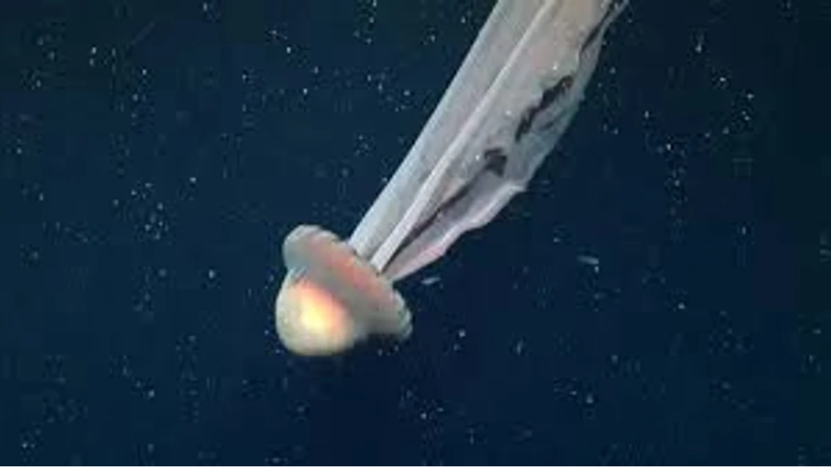 La medusa fue hallada pro científicos. Foto Agencia NA (Schmidt Ocean)