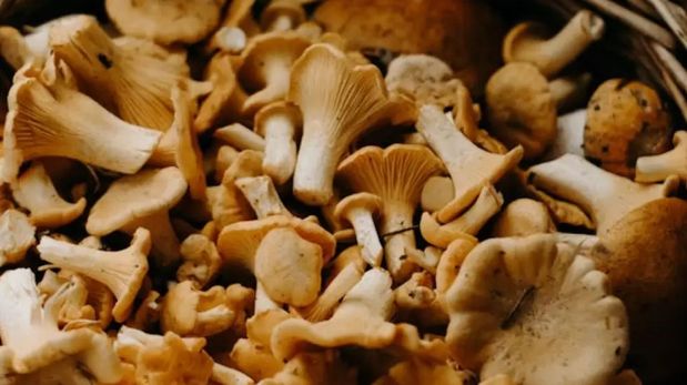 El boom fungi: por qué los hongos tomaron un nuevo protagonismo, según un experto
