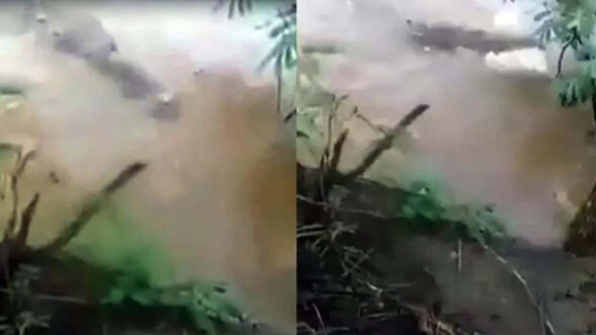 Indignante: tiraron una perra al río para que la devorara un cocodrilo y lo filmaron